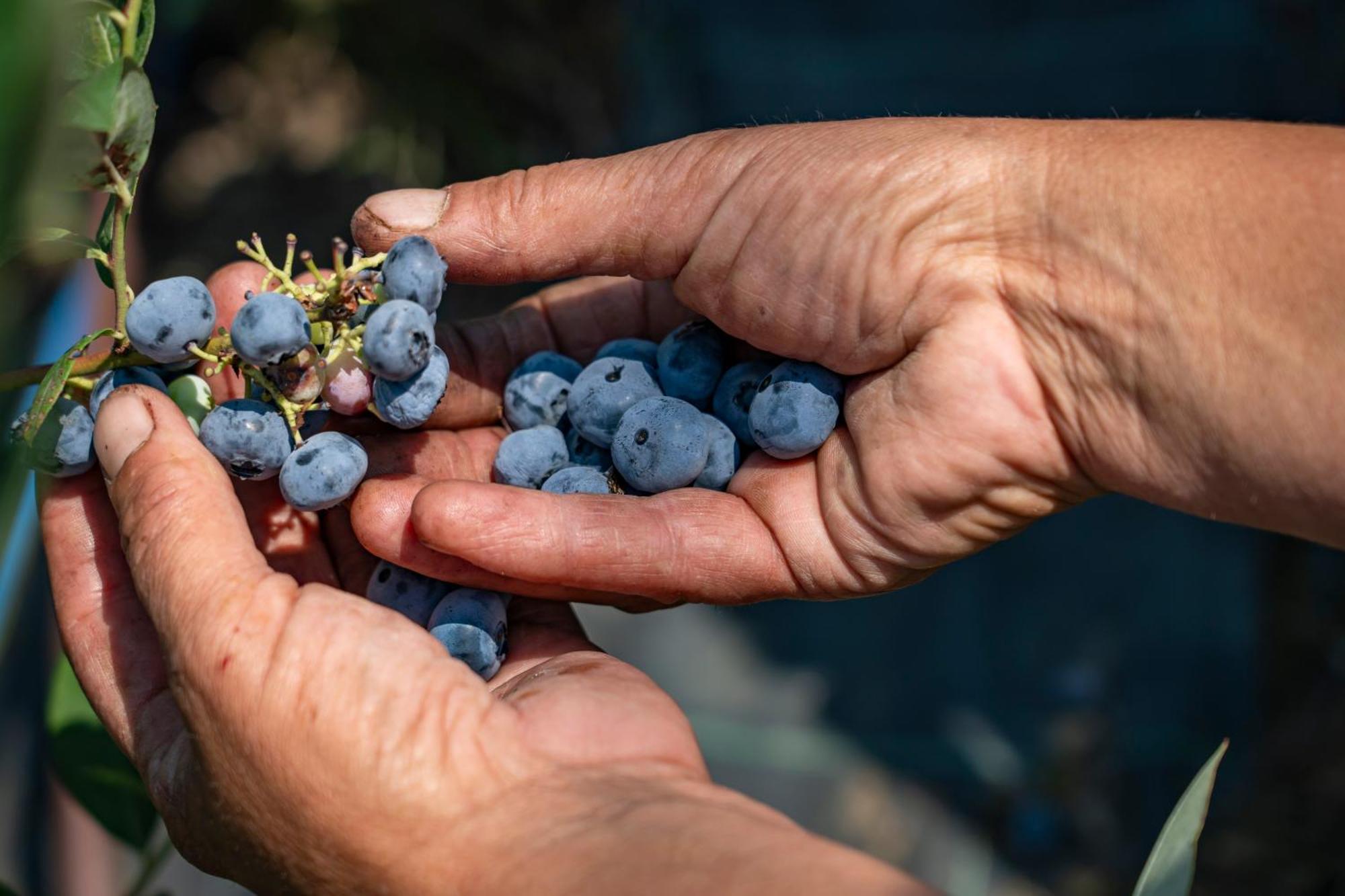 Agriturismo Ca Gianin Vervio Eksteriør billede